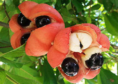 Ackee