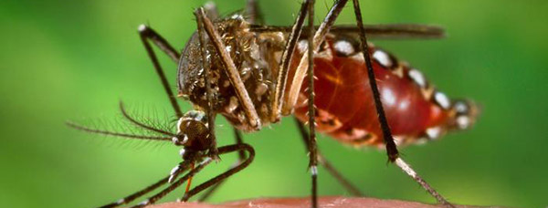 Learn about the Zika Virus