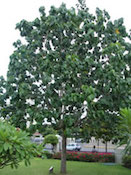 Blue Mahoe Tree